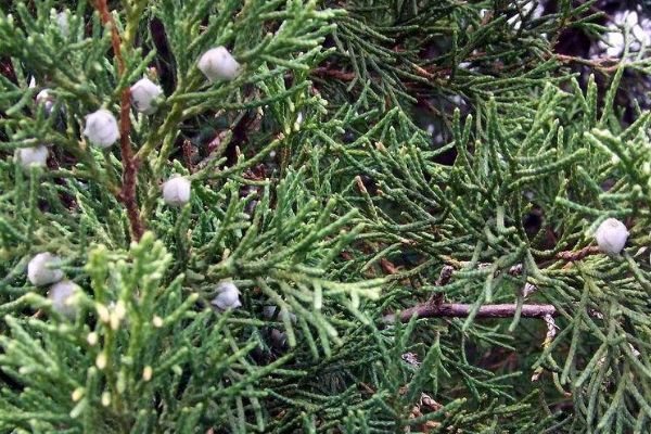 有了白发还急着去染?一片树叶煮水洗头,坚持半月白发会变黑!