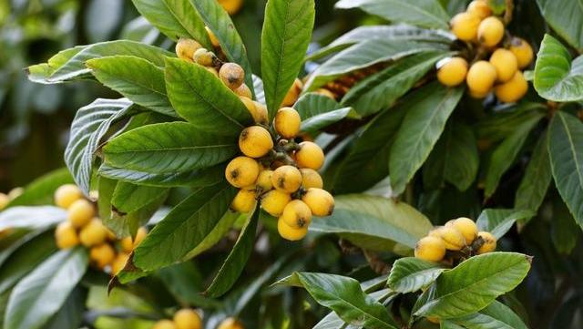 它还有一定的药用价值,《本草纲目》中记载"枇杷能润五脏,滋心肺"