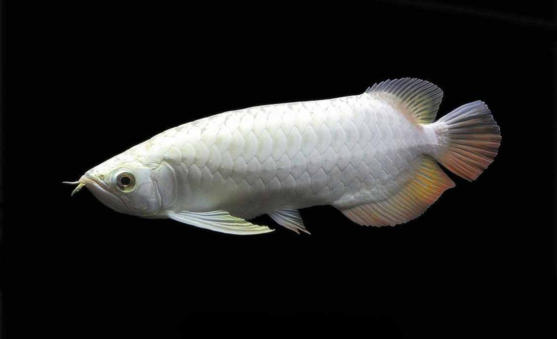 最后,再为大家介绍一种鱼类,它们的名字叫做"白金龙鱼".