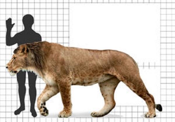尽管上犬在中新世晚期叱咤风云一时,然而随着中新世晚期至上新世初期