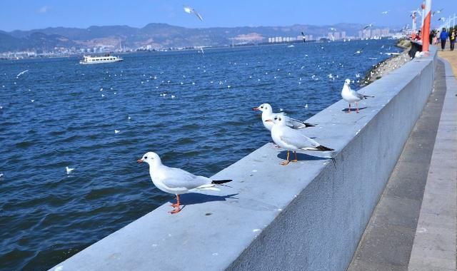 2020年全球最佳避暑名城榜单公布：前十名中国有2座城市上榜休闲区蓝鸢梦想 - Www.slyday.coM