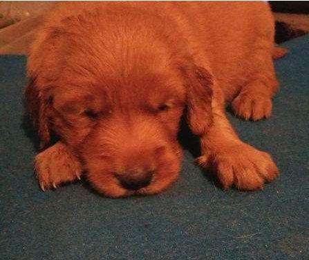 为什么"枫叶红"金毛犬,养的人比较少?原因有5个