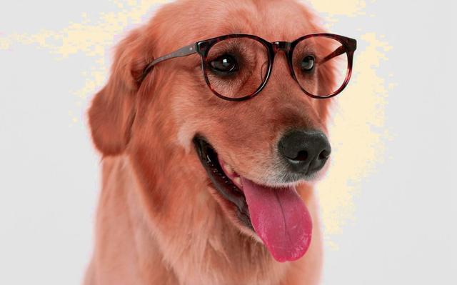 可能很多人也都发现了这一点,我们生活中看到的枫叶红色的金毛还是