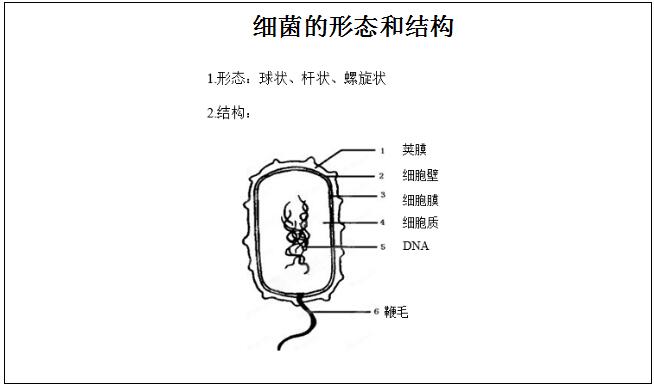 2020年新疆教师生物教案模板:初中生物《细菌的形态和结构》教案|新疆