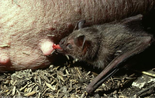 吸血蝙蝠不仅吸血还携带病毒为什么不把它们都消灭掉