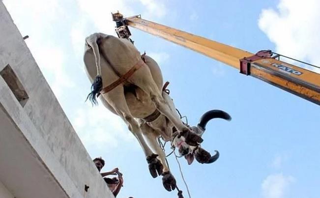 男子抬头发现两头牛在天上飞,仔细一看,真相让人哭笑不得