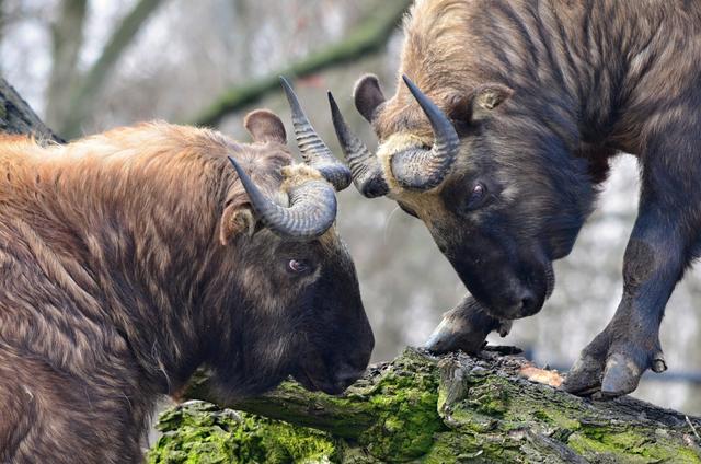 秦岭神兽"六不像",脸像鹿背似熊,是我国四大国宝之一