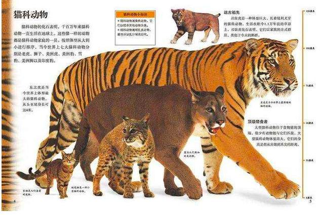 "百兽之王"老虎如此威猛,但交配时间为何却不超过1分钟?