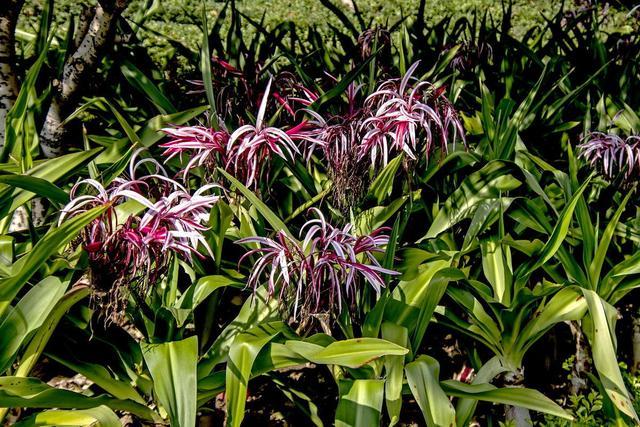 大圆柱的根系油嫩的叶子养在屋内的文殊兰就是这个样