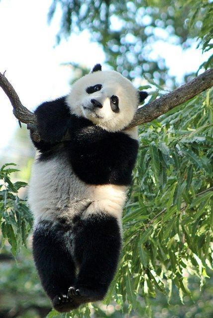 老虎为何宁愿挨饿也不敢吃熊猫请先去看一下熊猫的祖先叫啥名字