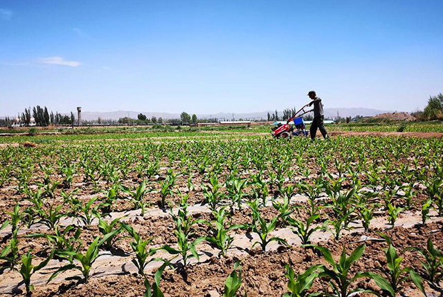 农民种玉米,有人稀种产量低,有人密种不结棒,合理密植是啥样?