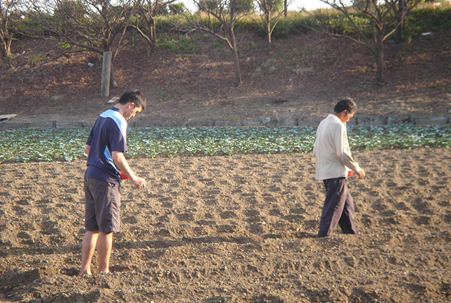 农民种玉米,有人稀种产量低,有人密种不结棒,合理密植是啥样?