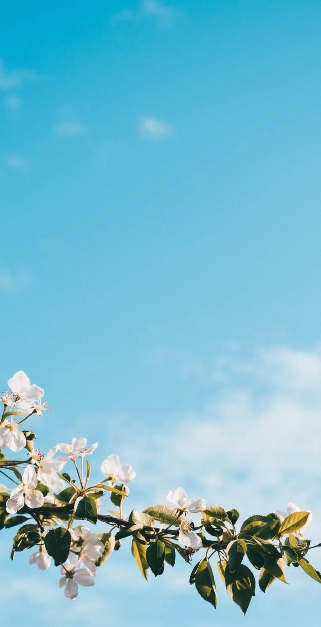 全屏壁纸高清图夏日小清新唯美壁纸