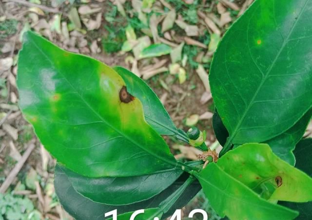 夏季多雨桔柚褐斑病频发难防了解2大病因