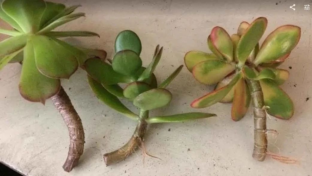 用清水养多肉植物,叶片和枝条都很容易生根,但有几点需要注意