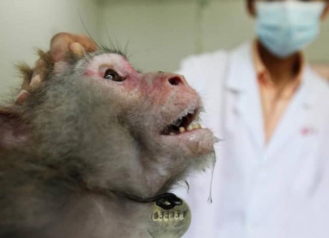 美国女子发现怪异动物遗骸闻所未闻疑为猴子活体实验后变异