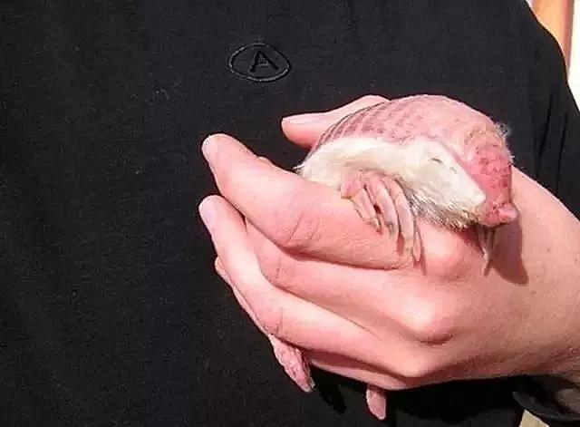 草地上有只粉色毛毛虫,男子觉得很稀奇,一查资料后却有些腿软了