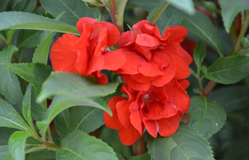 此花 所代表的是永恒的爱,是抓住幸福的机会,美丽的生活