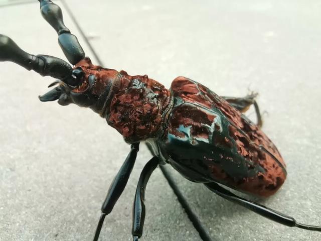 一只呆萌高颜值的小家伙,三明这里首次发现|前端|龙栖山|天牛_新浪