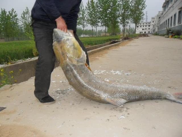 "水中霸王"鳡鱼让人感到害怕