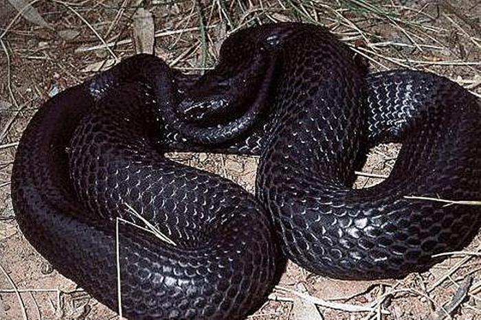 世界上最强的毒蛇据说比东北虎还狠捕蛇人都不敢对它动手