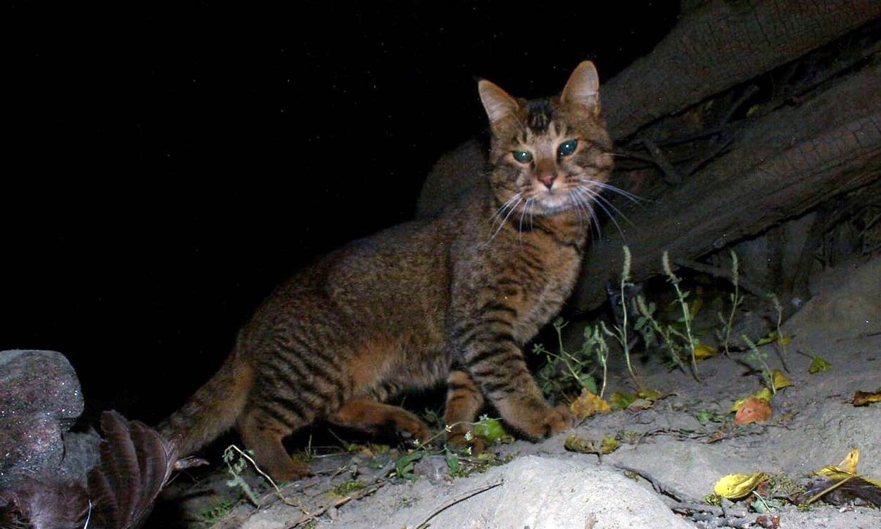亚洲野猫若放到非洲去,会给非洲带来什么影响?算生物入侵吗?|野猫|猫|猫咪_新浪新闻