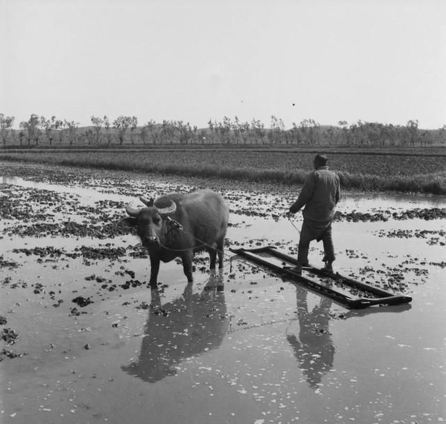 40年代,农民用铁犁 犁田.