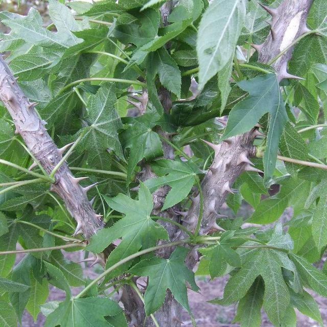 介绍一种农村里常见的植物～刺楸树,又叫钉木树,丁桐皮,鼓钉刺,刺枫树