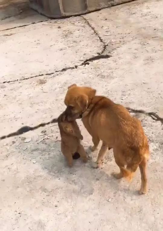 狗妈妈为了保护自己的孩子,叼着狗宝宝到处跑!