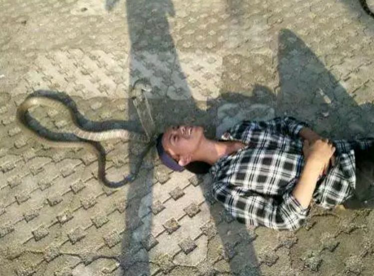 男子把眼镜王蛇当宠物不慎被咬送医院不治身亡