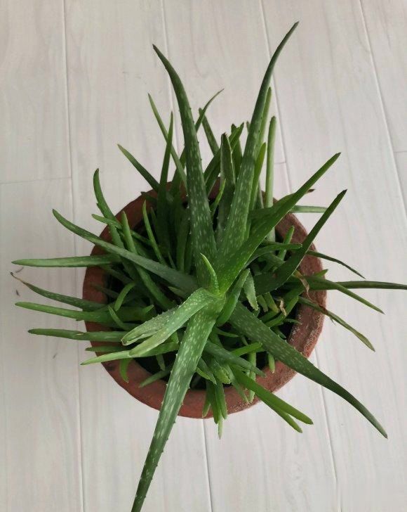 稀奇古怪的芦荟,12大芦荟品种,认识几种,你家养的哪一种?