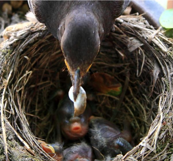 会叫的孩子有奶吃?鸟妈妈喂幼鸟的时候,为何总会漏掉几只?
