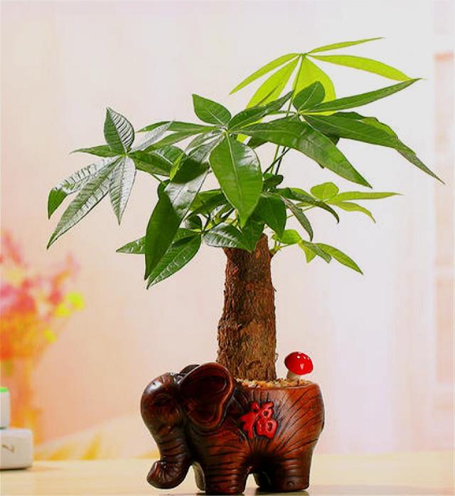 发财树有3怕难怪叶子发黄长得慢学会了新叶新芽蹭蹭长