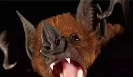 蝙蝠的牙齿并不是只有两颗,而是整齐的两列,可以撕咬数倍于自己体重的