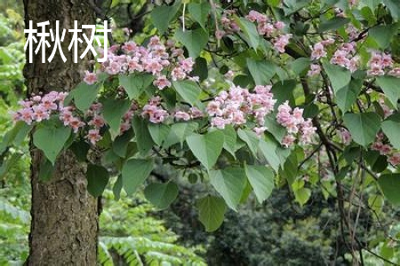 庭院植物楸树和梓树如何区别