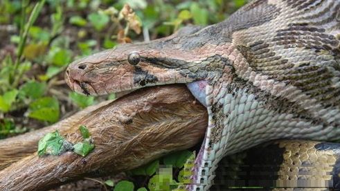 在野生动物专家nitish 看来,蟒蛇捕捉住大型哺乳动物是不常见的,能够