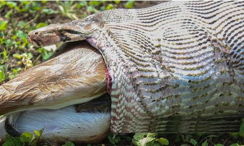 因为鲜少有蟒蛇将猎物完全吞下的.