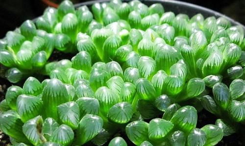 玉露的养护方法:夏季最喜欢"闷养",晶莹剔透好绿宝石!