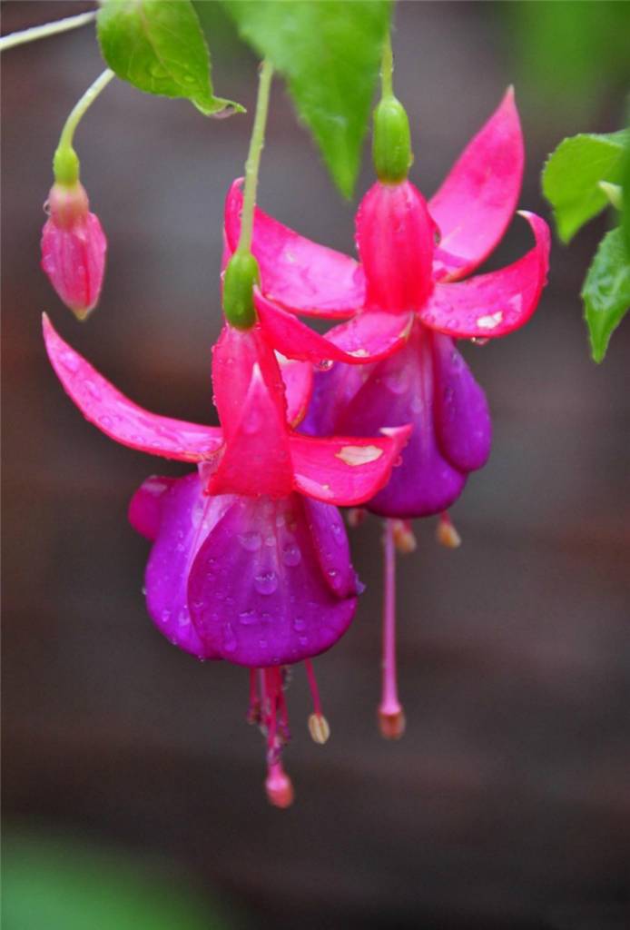 喜欢在家中养护花卉,就要掌握养花技巧,开花艳丽,不黄叶,美丽