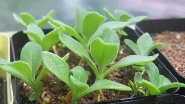 家庭盆栽多肉植物,就养殖冰叶日中花,可看,可吃,可当肥皂