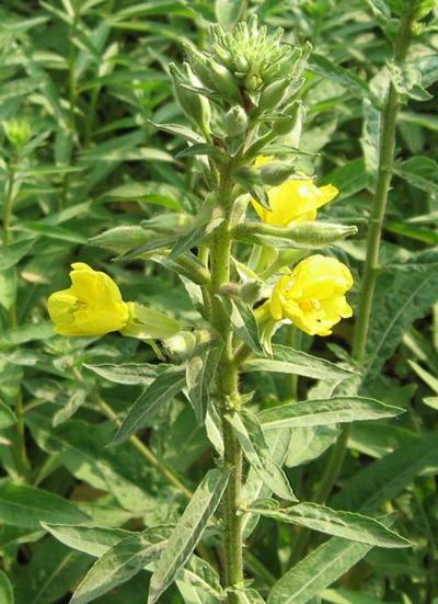 首先,直射光,就是指没有经过任何遮挡直接照射在植物上的光源.