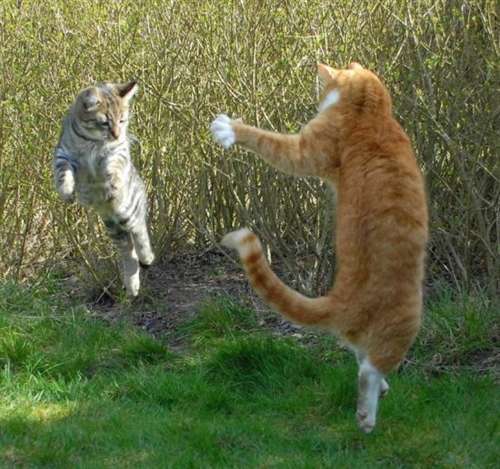 两只猫咪打架打掉门牙,补上新门牙后,就是猫咪中的"土豪"!