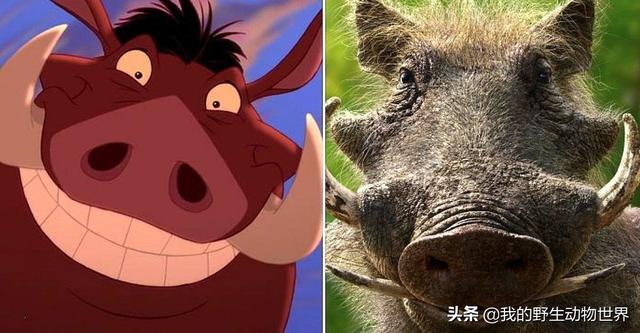 疣猪是彭彭的原型俗话说"一猪二熊三虎",野猪的战斗力可见一斑.