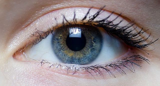 它们有各种各样的奇怪用途,和人眼相差甚远|昆虫|蜜蜂|复眼_新浪新闻