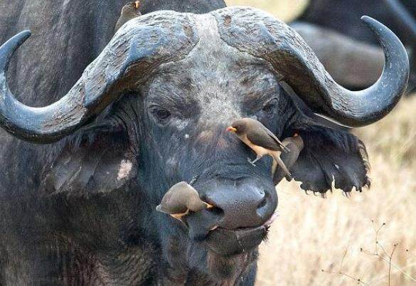 小鸟从水牛鼻子里爬出野牛竟然不疼还很享受让人很意外