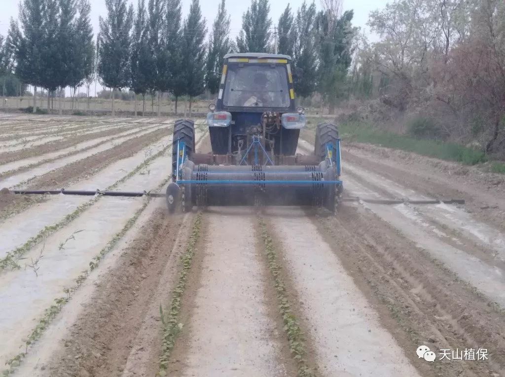 2020年棉花田弱苗升级的技术措施