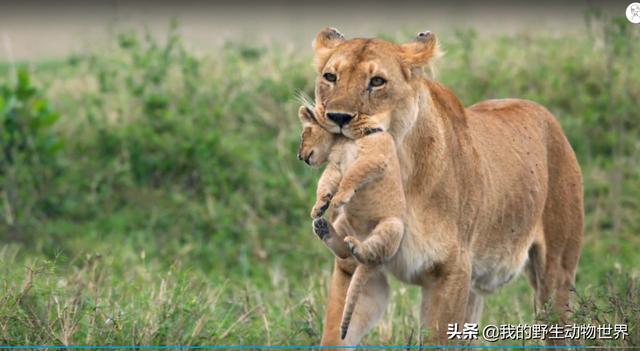 最强母狮查姆独自养活7头幼狮堪称狮子女王