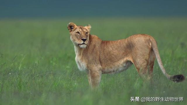 最强母狮查姆独自养活7头幼狮堪称狮子女王