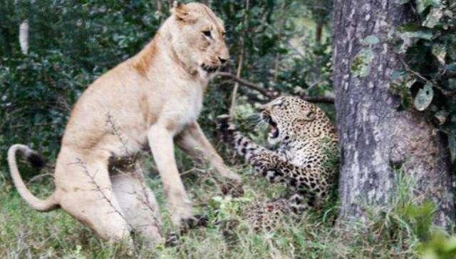 花豹被母狮子看上,母狮子上来就咬花豹的屁股,简直可笑至极|花豹|母狮