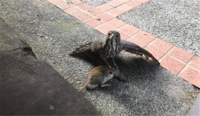 饥饿的老鹰溜去捉小鸡,鸡窝里最后却传出了鹰的惨叫声?